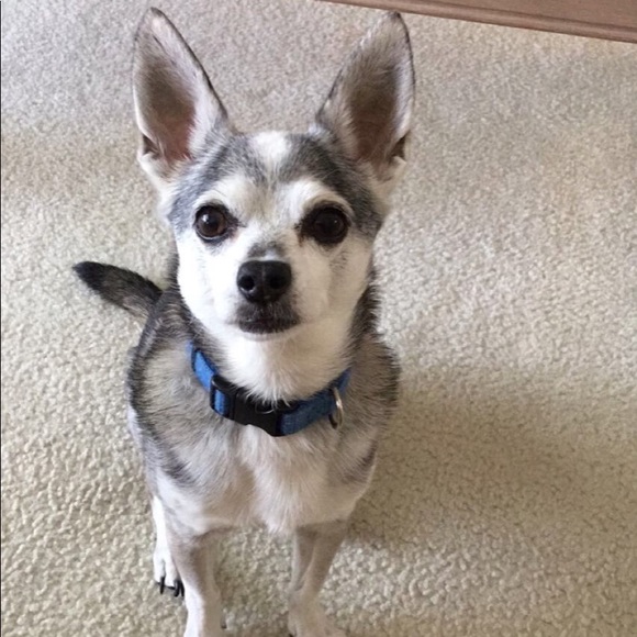 Meet your Posher, Sage - Picture 2 of 2